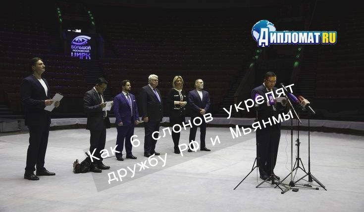 6 слонов
